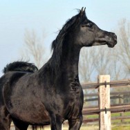 Expected foals in 2012